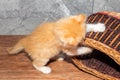 a small red kitten plays with a wicker basket. Cute pets Royalty Free Stock Photo