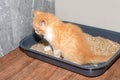 a small red kitten poops in a cat litter box with sand. Potty training a kitten Royalty Free Stock Photo