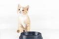 A small red kitten sits waiting for a meal at an empty gray bowl on a white background