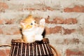 a small red kitten sits in a wicker basket and pulls its paws up, copy space. Cute pets Royalty Free Stock Photo