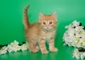 Small red kitten and white flowers Royalty Free Stock Photo