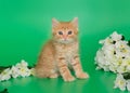 Small red kitten and white flowers Royalty Free Stock Photo