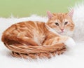 Small red kitten with yellow eyes lying in wicker basket Royalty Free Stock Photo