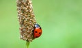 A small red ladybug with black dots, an insect ladybug with dew drops on a green thin leg. The concept of peace, harmony and tranq Royalty Free Stock Photo