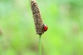 A small red ladybug with black dots, an insect ladybug with dew drops on a green thin leg. The concept of peace, harmony and tranq Royalty Free Stock Photo