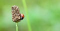 A small red ladybug with black dots, an insect ladybug with dew drops on a green thin leg. The concept of peace, harmony and tranq Royalty Free Stock Photo