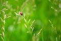 A small red ladybug with black dots sits on a grass stem Royalty Free Stock Photo
