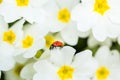 small red ladybug crawls over white flowers