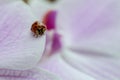 small red ladybug and pink orchid petals Royalty Free Stock Photo