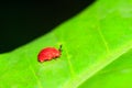 Small red leaf beetle Masoala