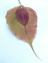 Small red leaf upon pink Bodhi leaf on light blue background. Royalty Free Stock Photo