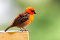 A small red local bird on the Seychelles Royalty Free Stock Photo