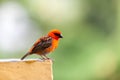 A small red local bird on the Seychelles Royalty Free Stock Photo