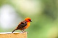 A small red local bird on the Seychelles Royalty Free Stock Photo