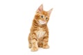 Small red Maine Coon kitten Royalty Free Stock Photo