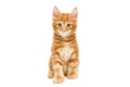 Small red Maine Coon kitten Royalty Free Stock Photo