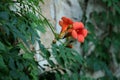 Small red mediterranean flowers on stone wall