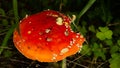 Small red mushroom amanita in green grass Royalty Free Stock Photo
