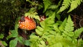 Small red mushroom amanita in green grass Royalty Free Stock Photo