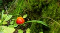Small red mushroom amanita in green grass Royalty Free Stock Photo