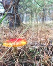 Small red mushroom fly agaric Amanita muscaria close-up in the autumn forest on the background of pine