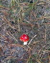 Small red mushroom fly agaric Amanita muscaria close-up in the autumn forest on the background of pine