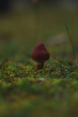 Small Red Mushroom in the grass Royalty Free Stock Photo