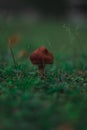 Small Red Mushroom in the grass Royalty Free Stock Photo