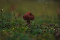 Small Red Mushroom in the grass Royalty Free Stock Photo