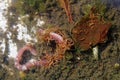 Small red nematodes eat an earthworm Royalty Free Stock Photo