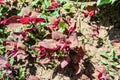 Small red orache, atriplex hortensis in a local garden Royalty Free Stock Photo