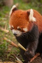 A small red panda bear eating a bamboo stick at the Panda park in Chengdu, China Royalty Free Stock Photo