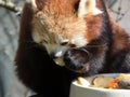 Little red panda at the food. Closeup while eating Royalty Free Stock Photo