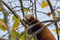 Small red panda hangs from a tree branch amongst the vibrant colors of fall foliage Royalty Free Stock Photo