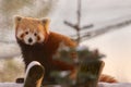 Small red panda perched on a snow-covered tree branch in an enclosure. Royalty Free Stock Photo