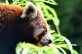 Small red panda on a tree against a tropical green Royalty Free Stock Photo