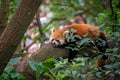 Small red panda on a tree