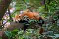Small red panda on a tree Royalty Free Stock Photo
