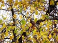 Small red paradise apples, autumn foliage and field thrush against the blue sky, selective focus