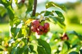 Small red paradise apples on a tree branch on fall day. Autumn fruits, harvest and harvesting Royalty Free Stock Photo