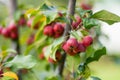 Small red paradise apples on a tree branch on fall day. Autumn fruits, harvest and harvesting concept Royalty Free Stock Photo