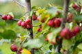 Small red paradise apples on a tree branch on fall day. Autumn fruits, harvest and harvesting concept Royalty Free Stock Photo