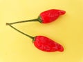 small red pepper on a yellow background.  Hot red pepper.  Chilli pepper Royalty Free Stock Photo
