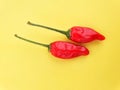 small red pepper on a yellow background.  Hot red pepper.  Chilli pepper Royalty Free Stock Photo