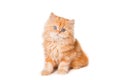 Small red persian kitten Royalty Free Stock Photo