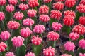 Small red and pink cactus selective focus in flowerpot houseplant