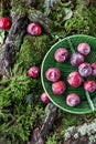 Small red plums with water drops on a carpet of moss Royalty Free Stock Photo