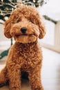 A small red poodle sits on the floor near the Christmas tree at home Royalty Free Stock Photo