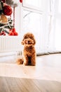 A small red poodle sits on the floor near the Christmas tree at home Royalty Free Stock Photo