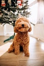 A small red poodle sits on the floor near the Christmas tree at home Royalty Free Stock Photo